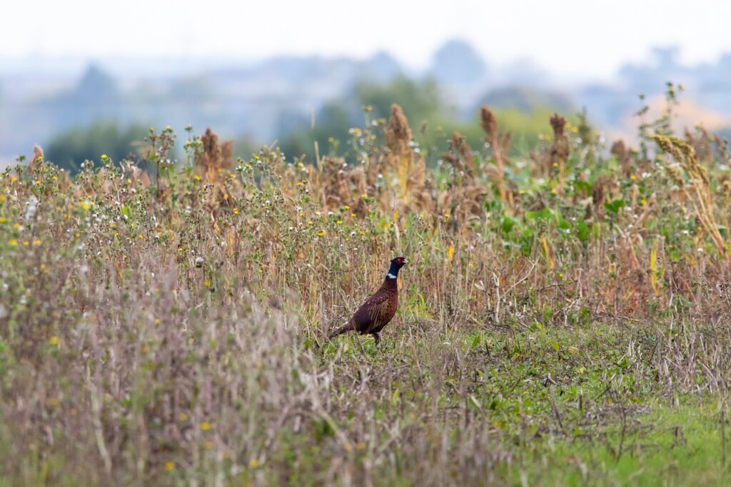 pheasant, field, feathers-4590393.jpg